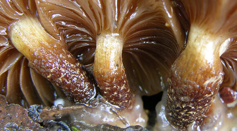 Eccoli i funghi.......